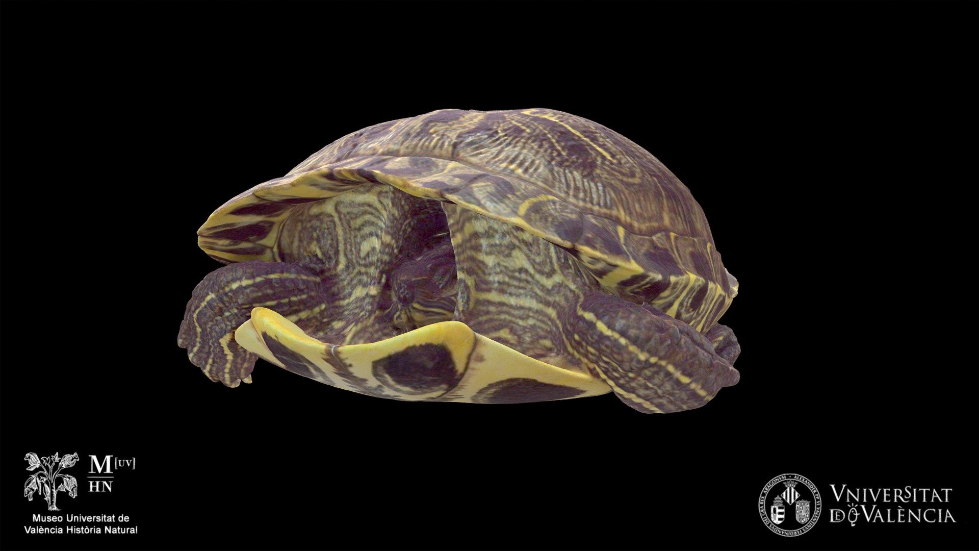 Corpóreo Trachemys scripta elegans