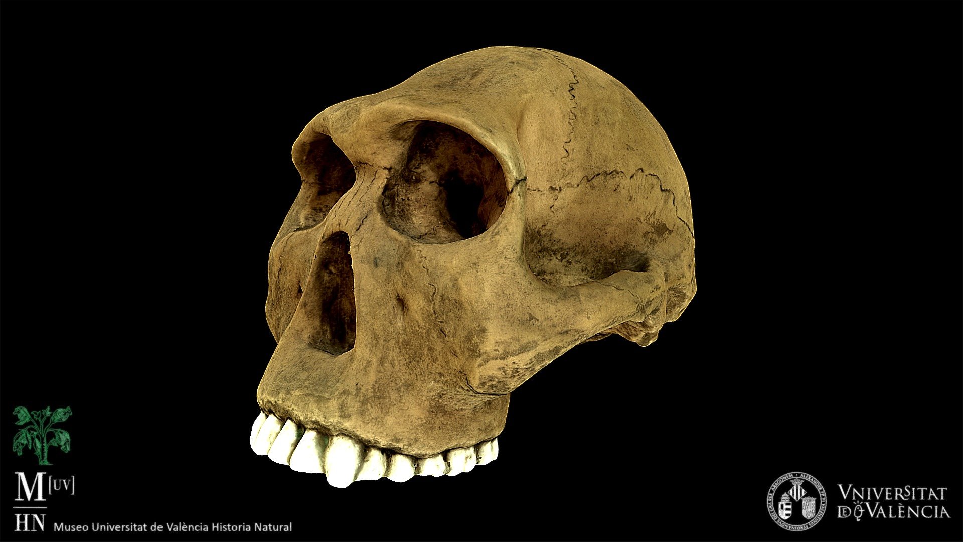 Homo habilis (recreation)