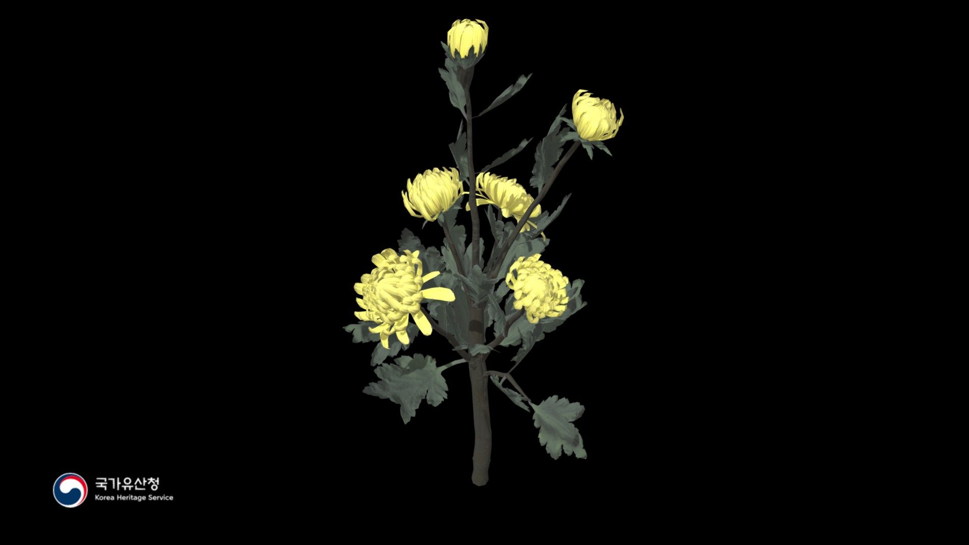 Chrysanthemum