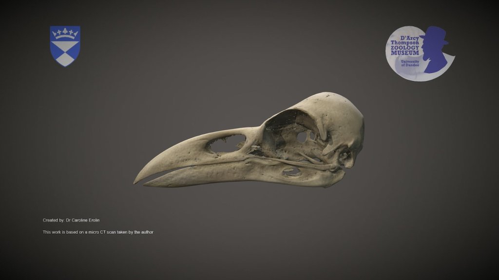 Raven skull