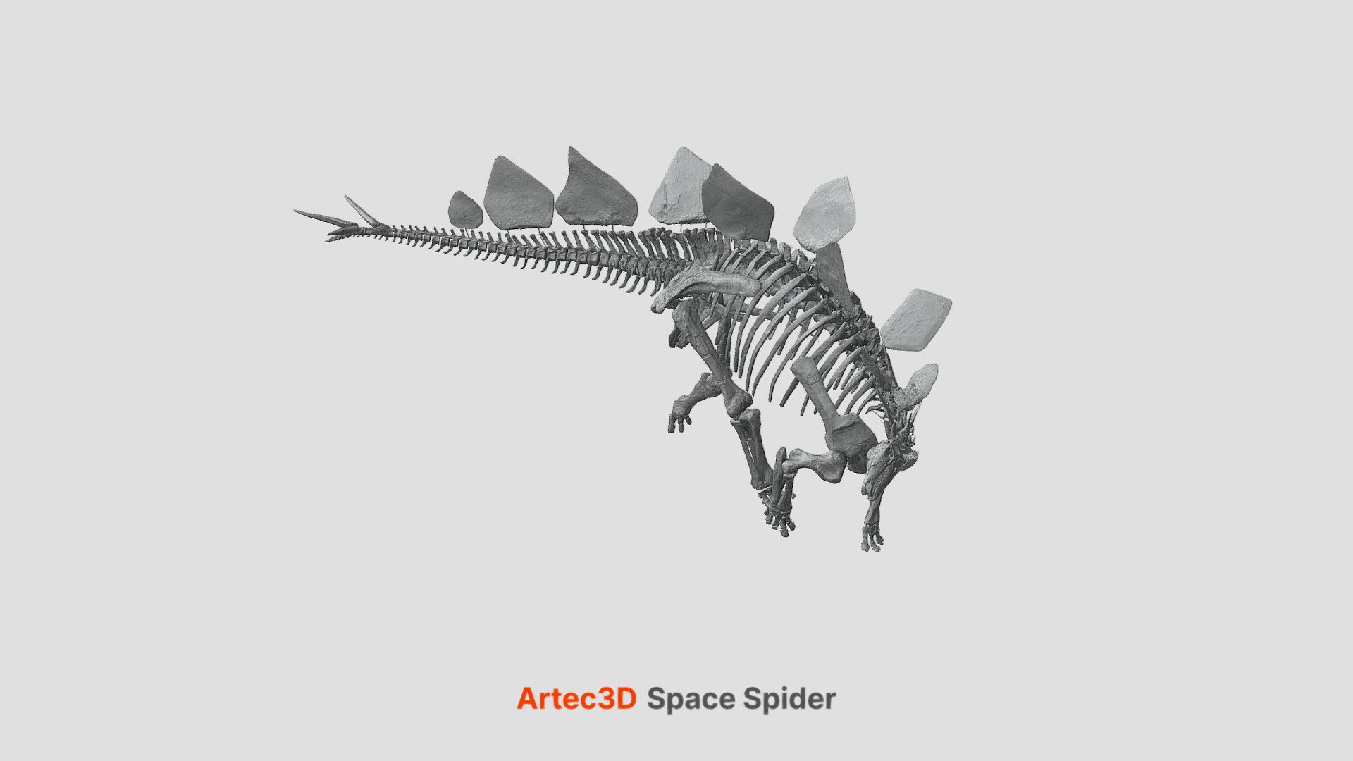 Stegosaurus Skeleton