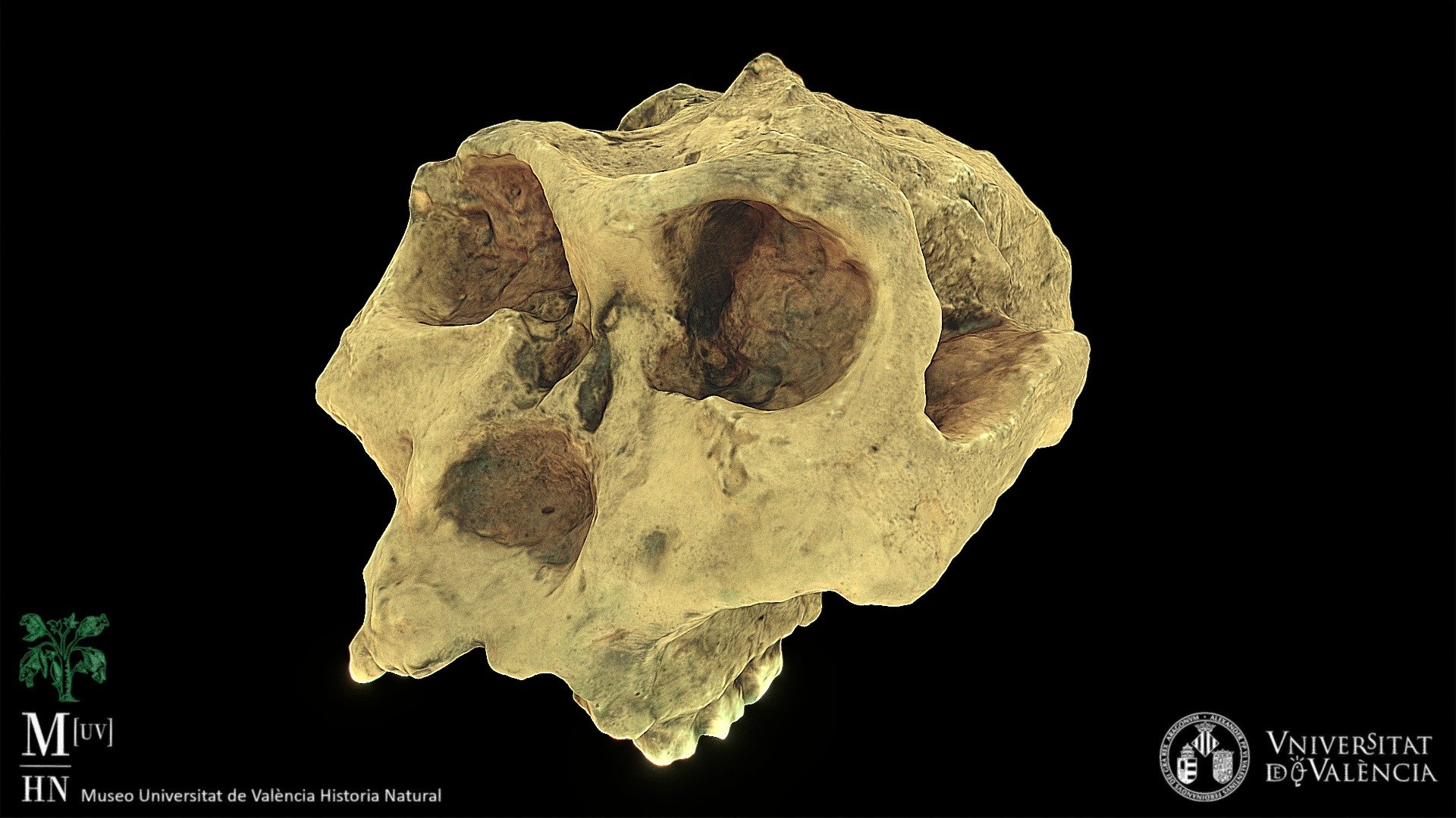 Paranthropus robustus skull (cast)