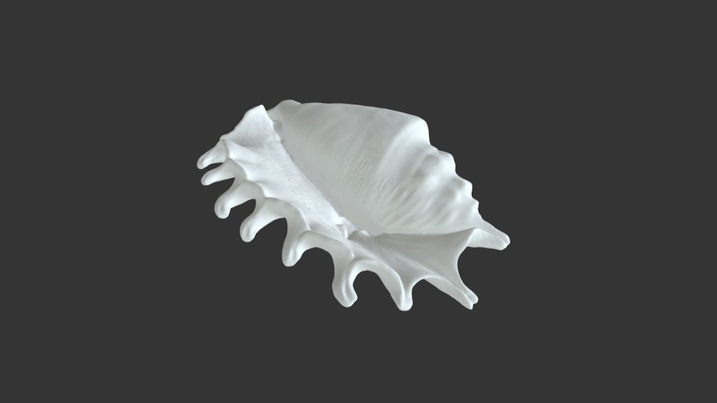 EinScan-S Shell 3D Scan