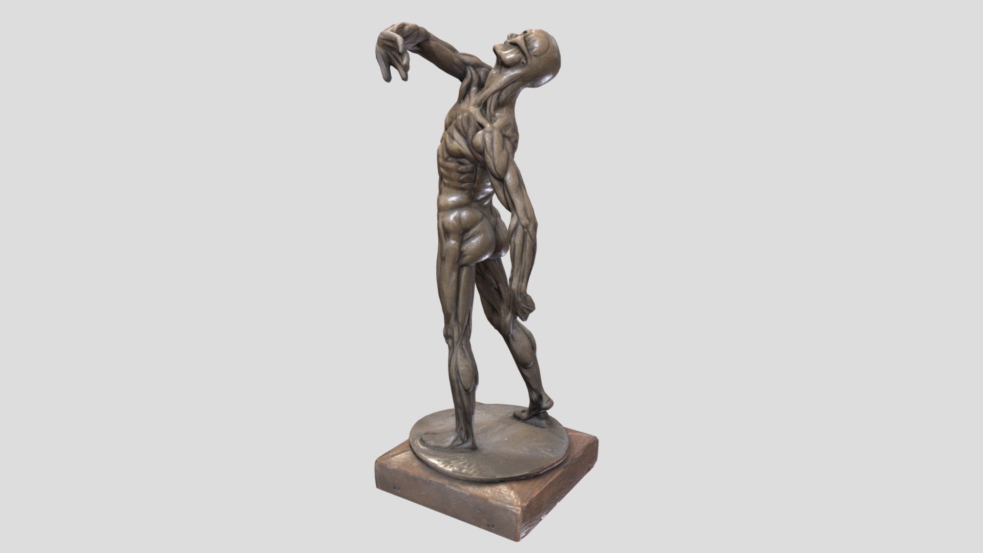 Anatomical Figure/Écorché - Low Poly/Optimized