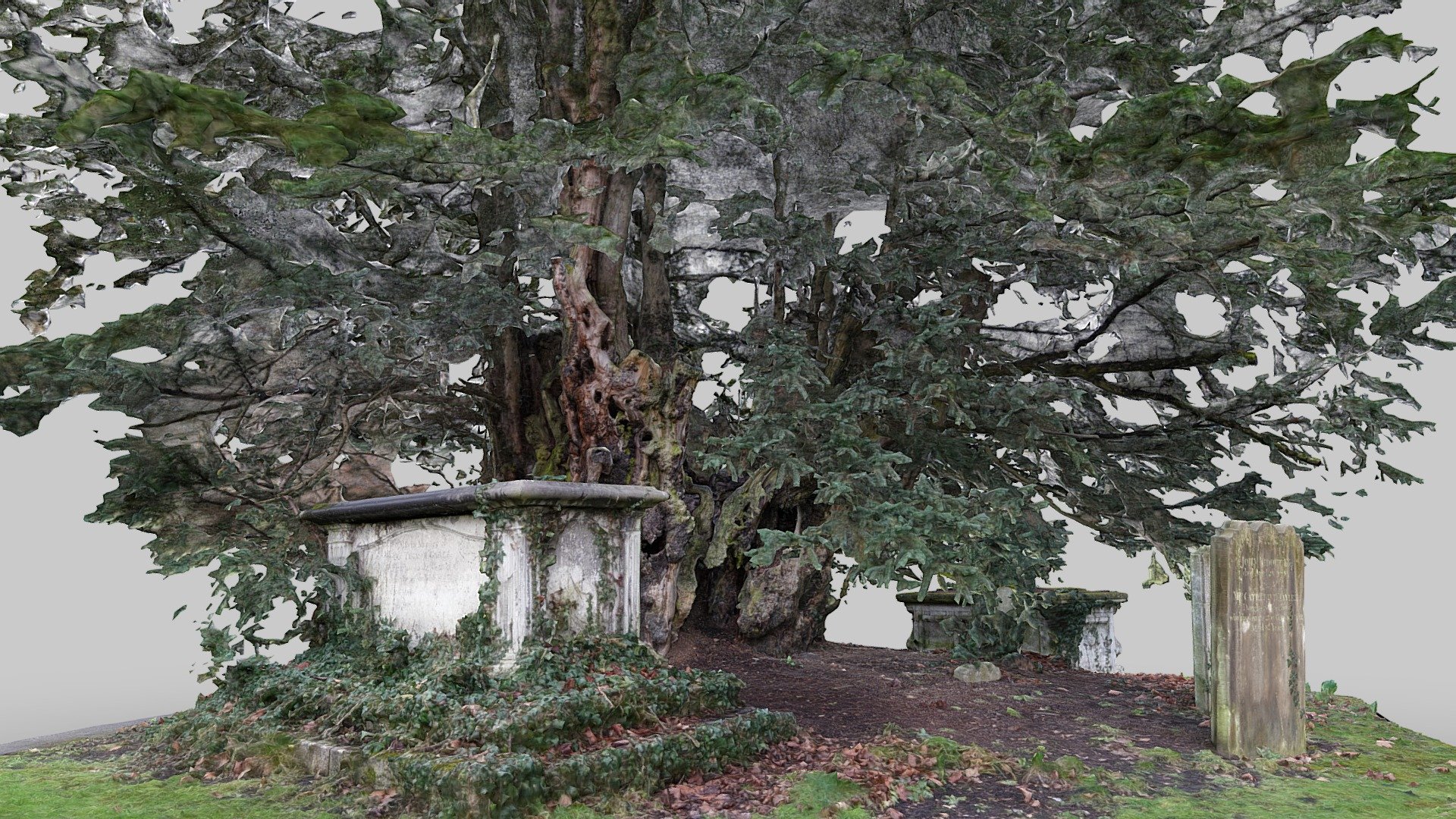 The Totteridge Yew
