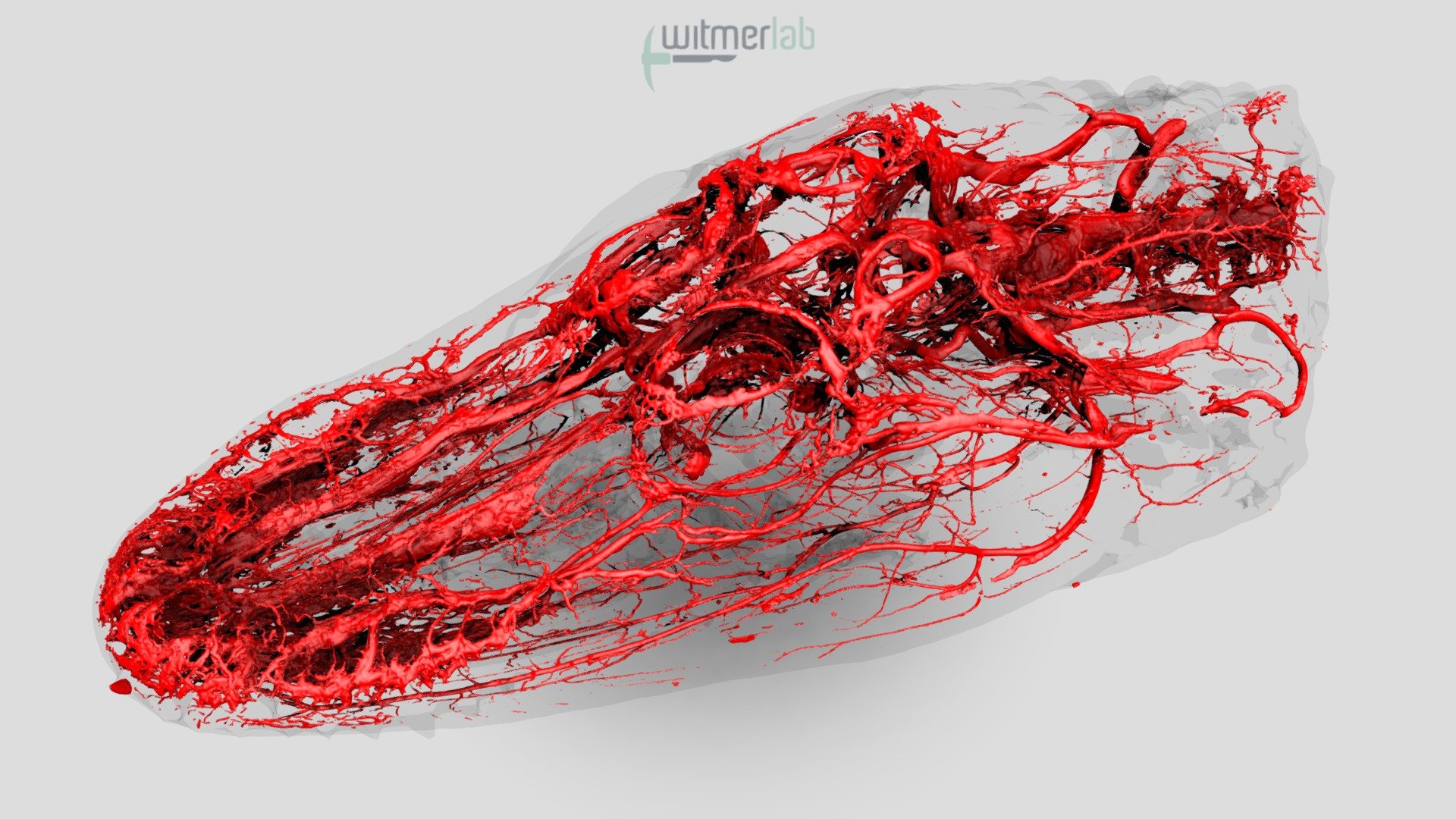 Blood vascular system of Alligator head