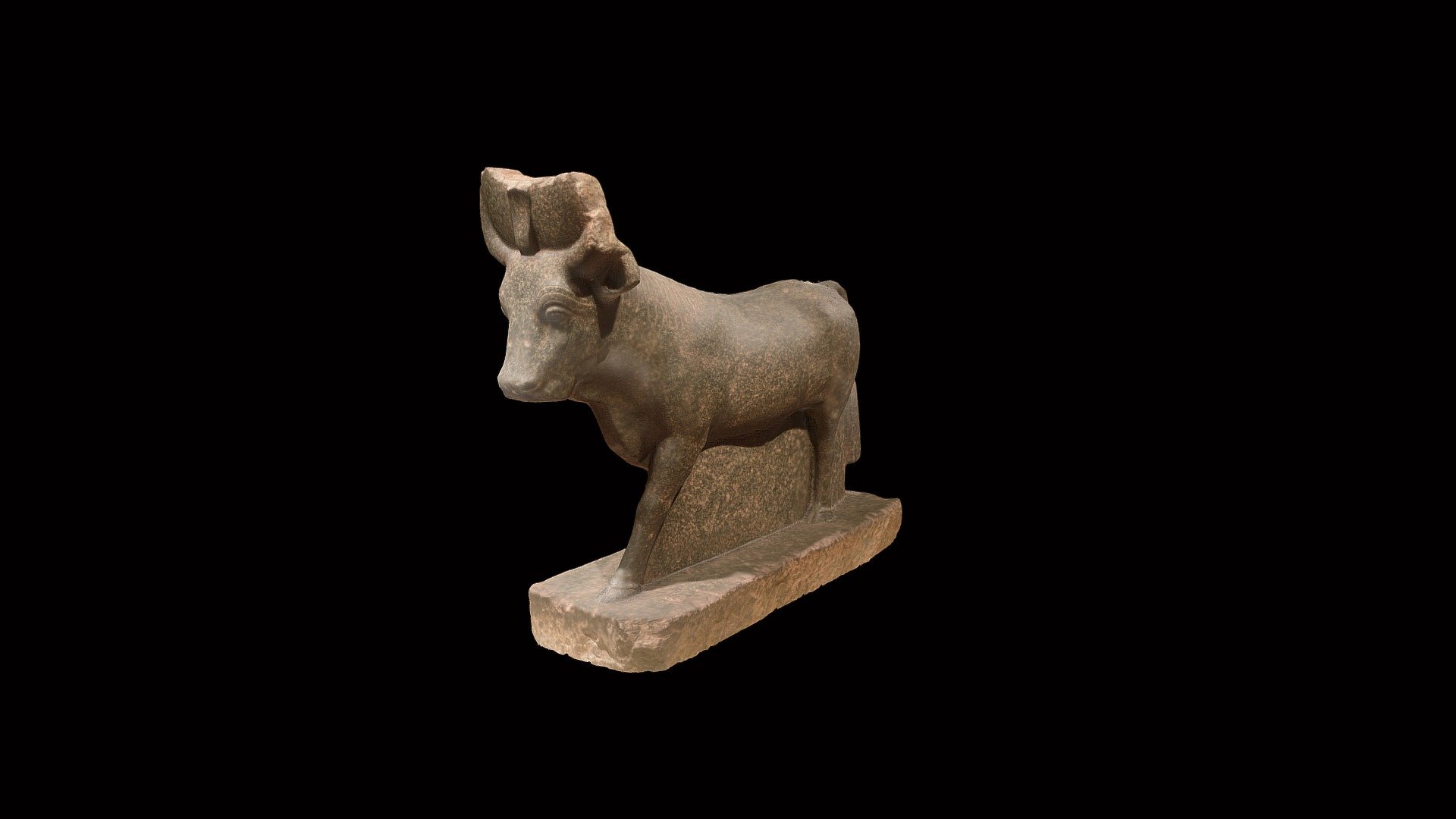 Apis bull