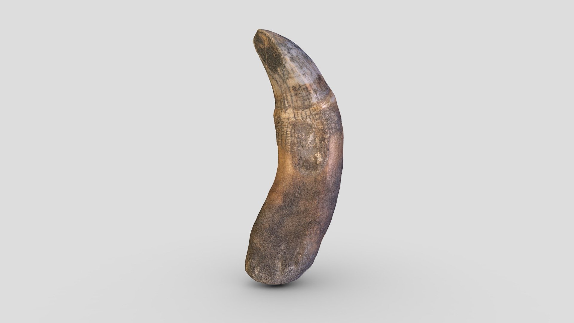 Berentand | bear tooth (2850-2450 BC)