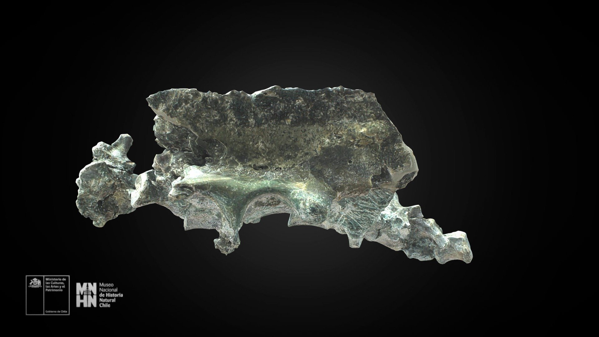 Chilesaurus diegosuarezi. Sacro