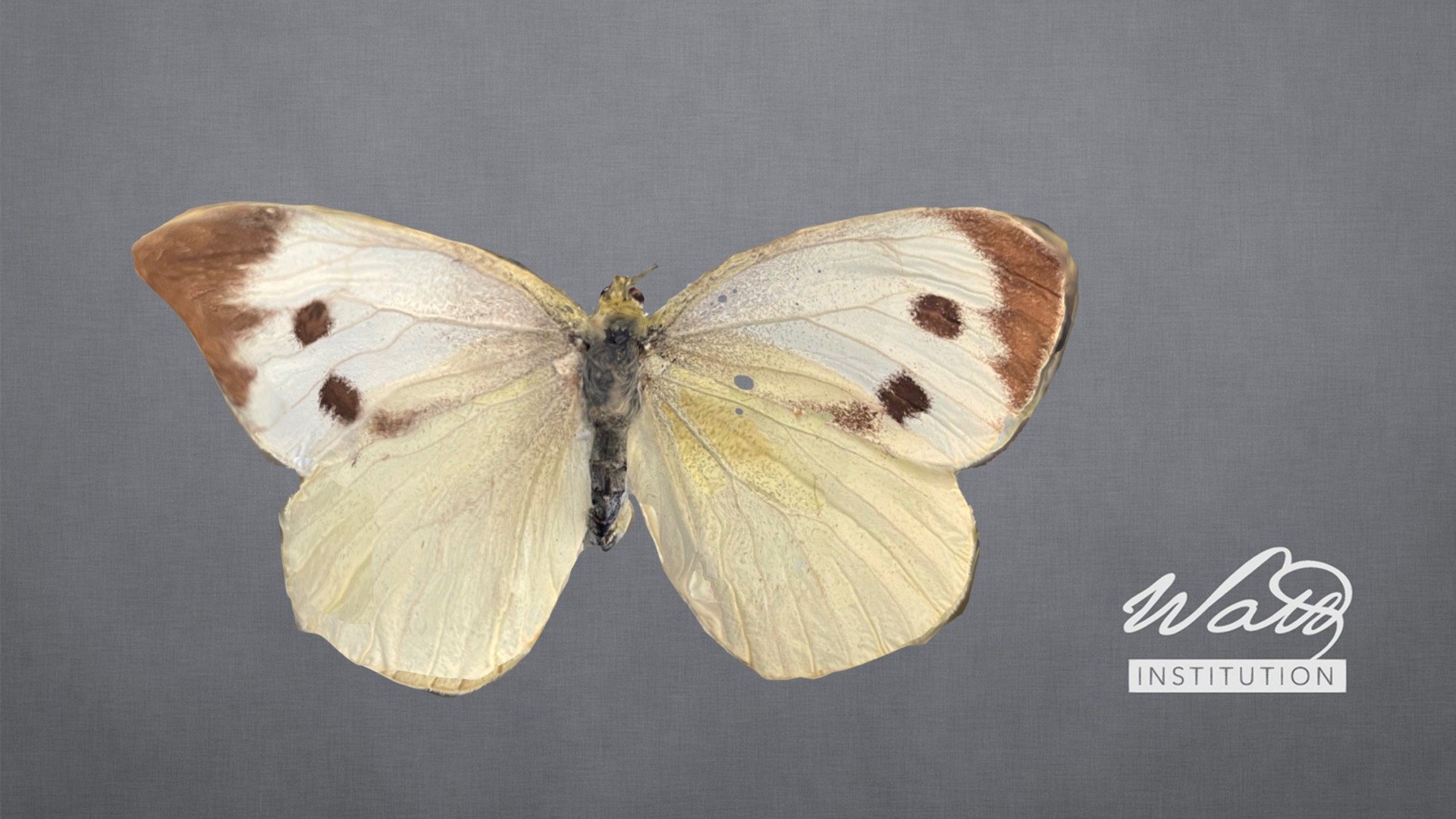 Pieris Brassicae (large white)