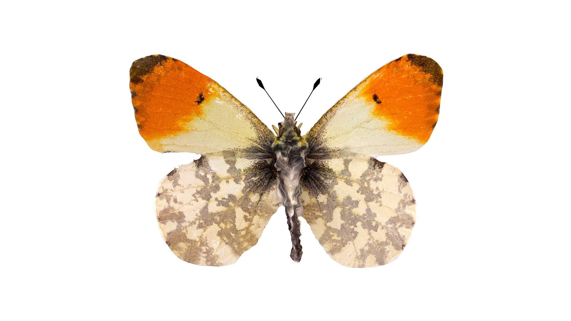 Orange Tip Butterfly