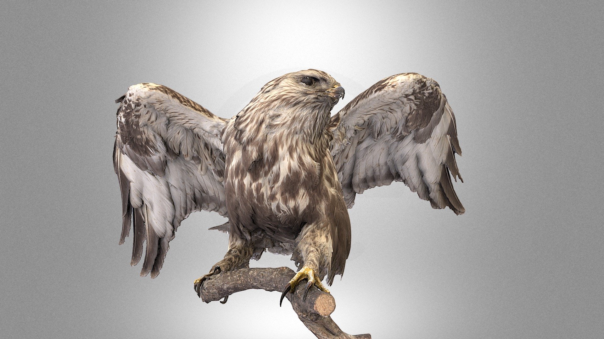 Rough-legged buzzard