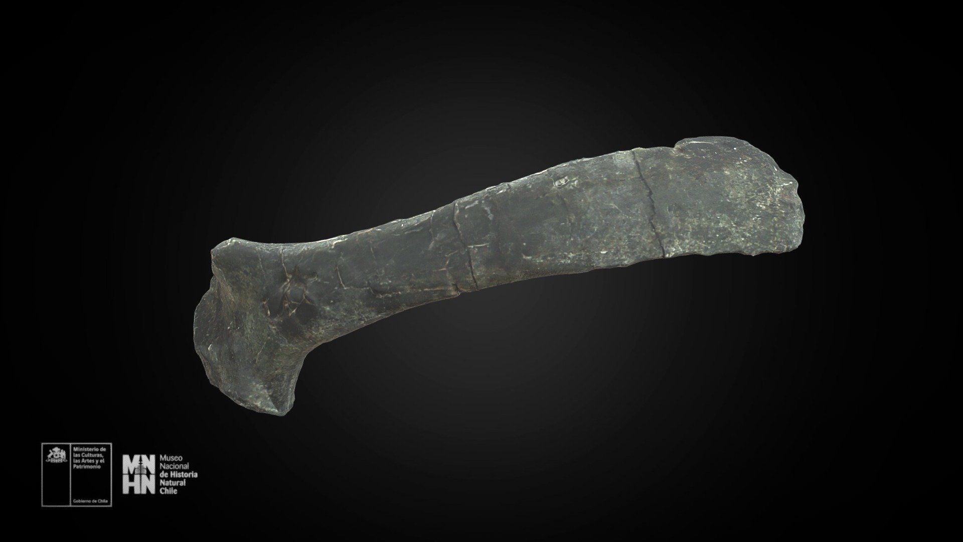 Chilesaurus diegosuarezi. Escápula izquierda