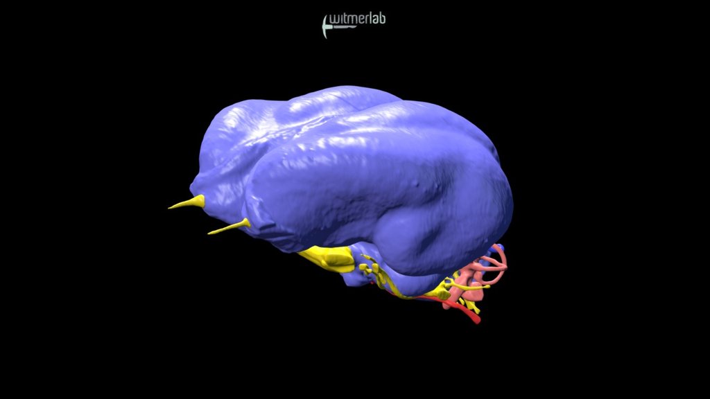 Scarlet Macaw endocast - OUVC 10633