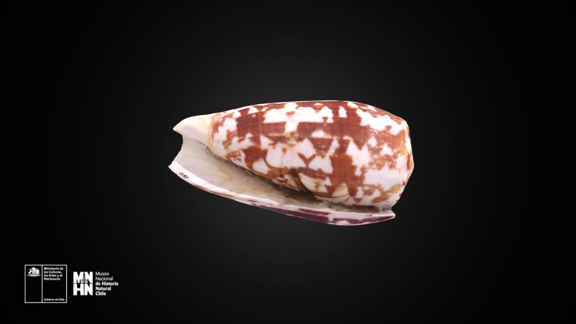 Conus striatus striatus Linnaeus 31, 1758