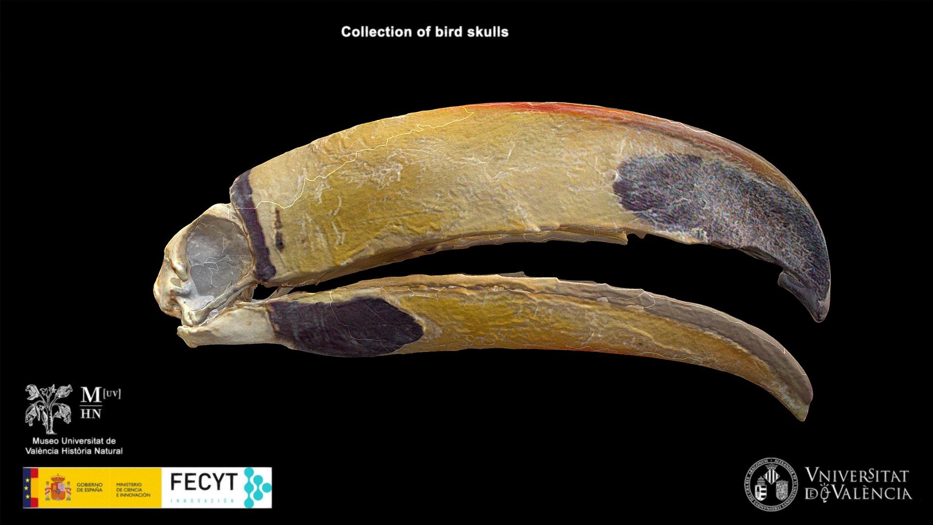 Toucan (Ramphastos toco)