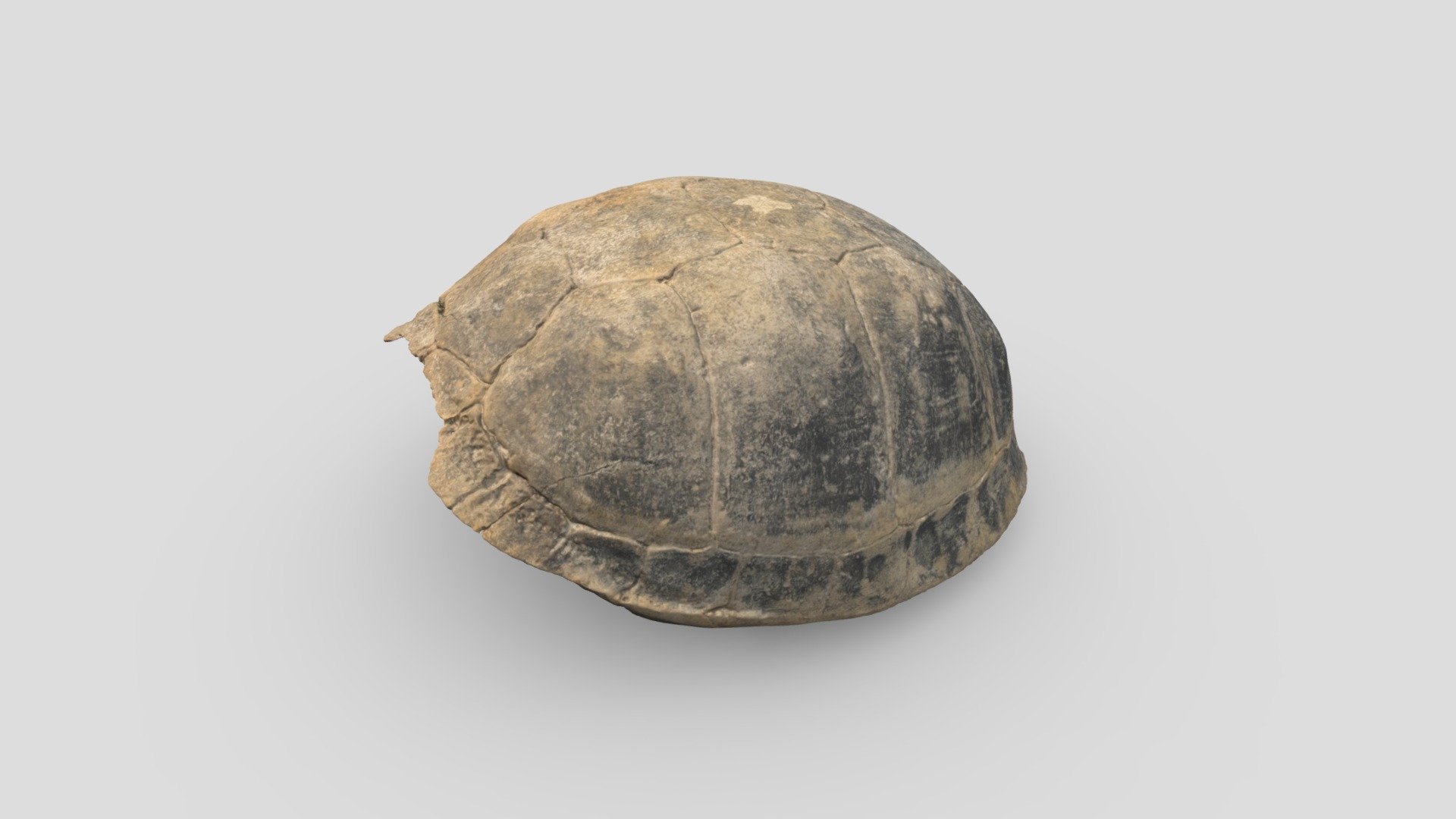 Schild schildpad | turtle shell (1625-1650)