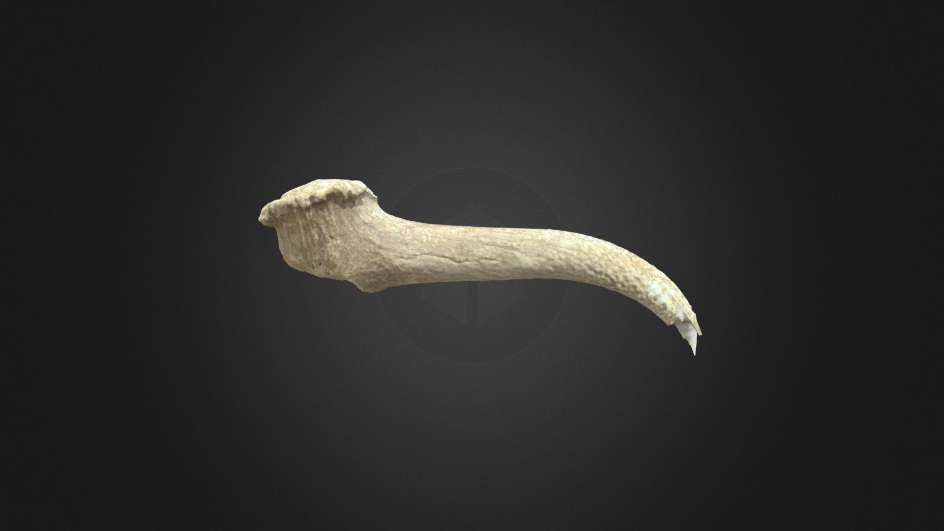 Bone antler