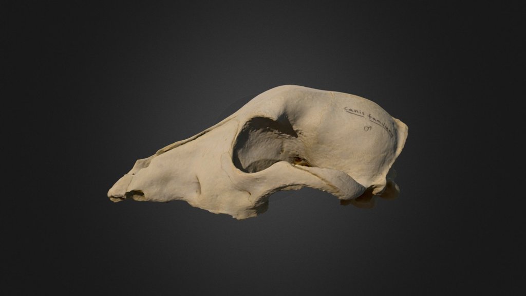 Canis Familiaris (Dog) Skull