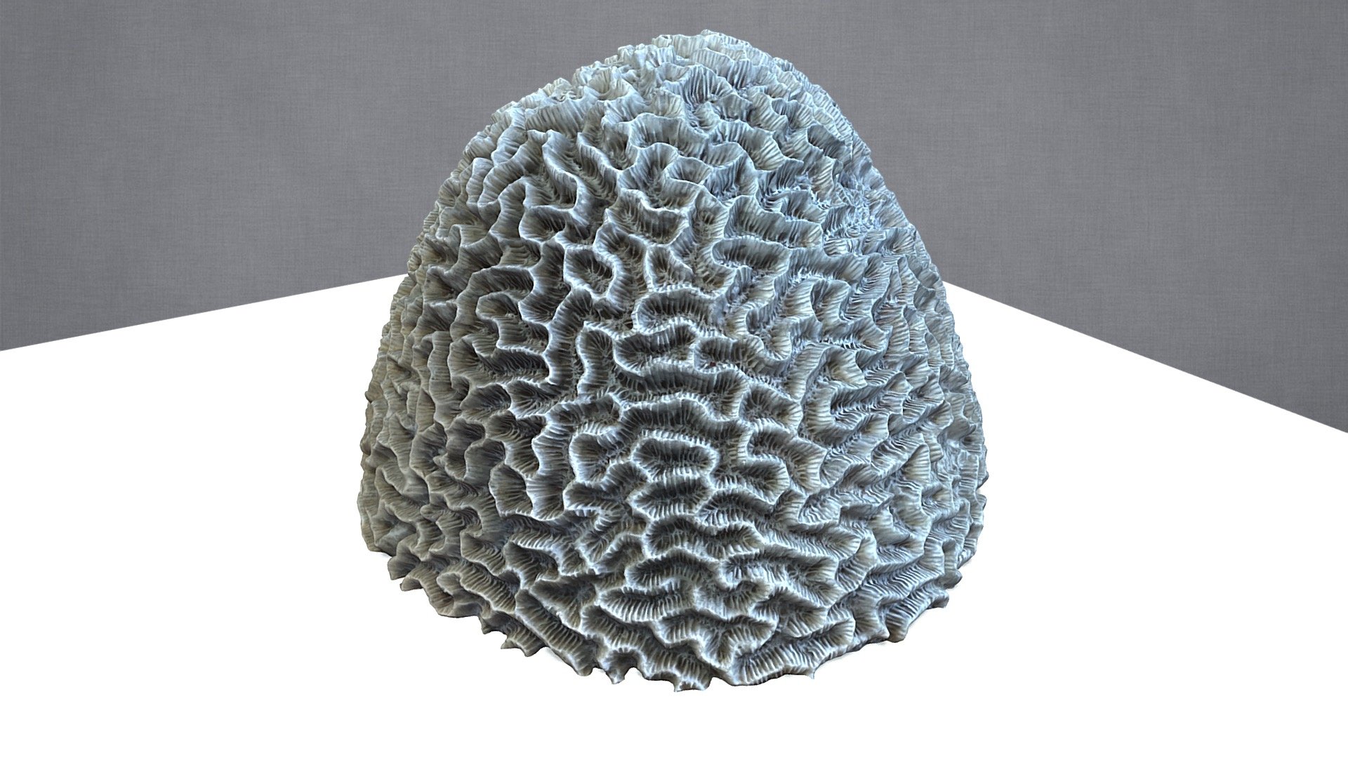 Brain Coral