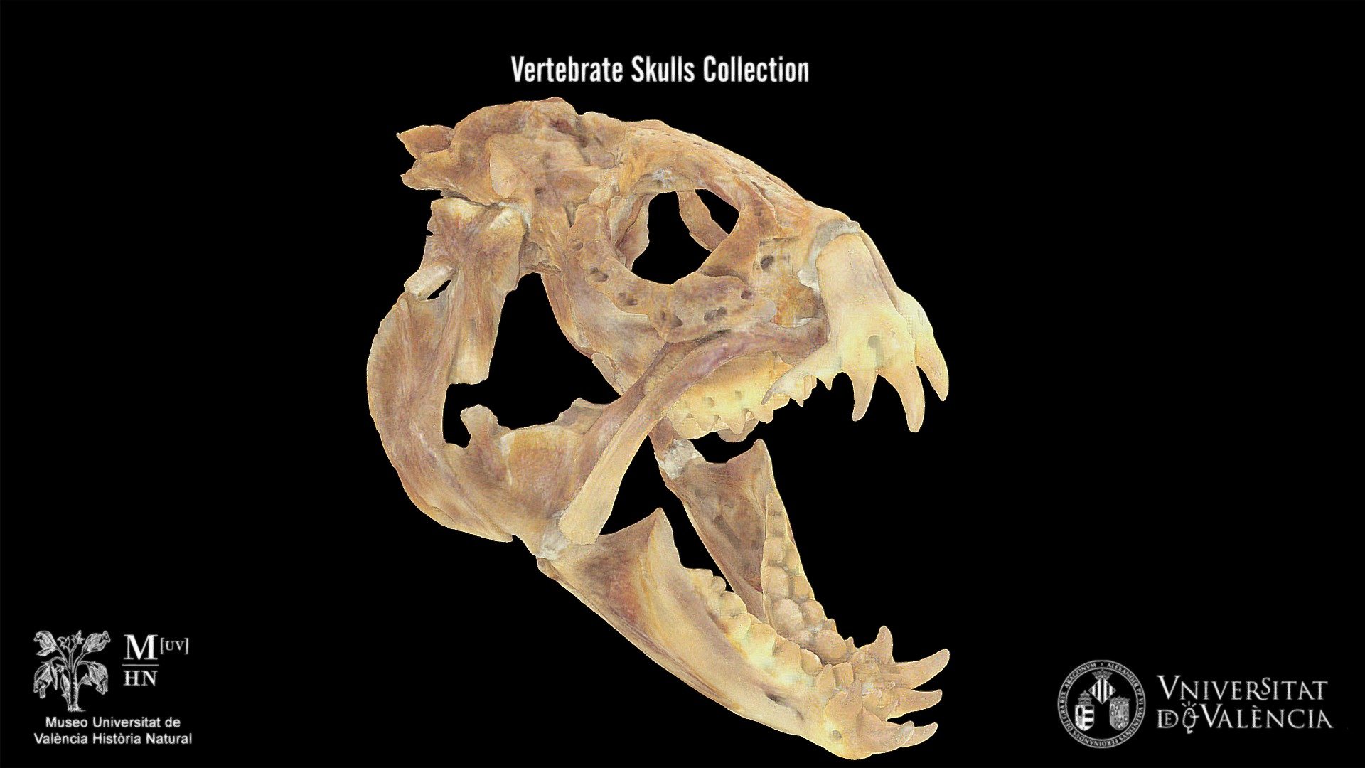 Atlantic wolffish "Anarhichas lupus"