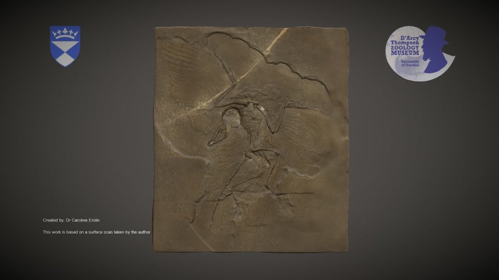 Archaeopteryx fossil cast