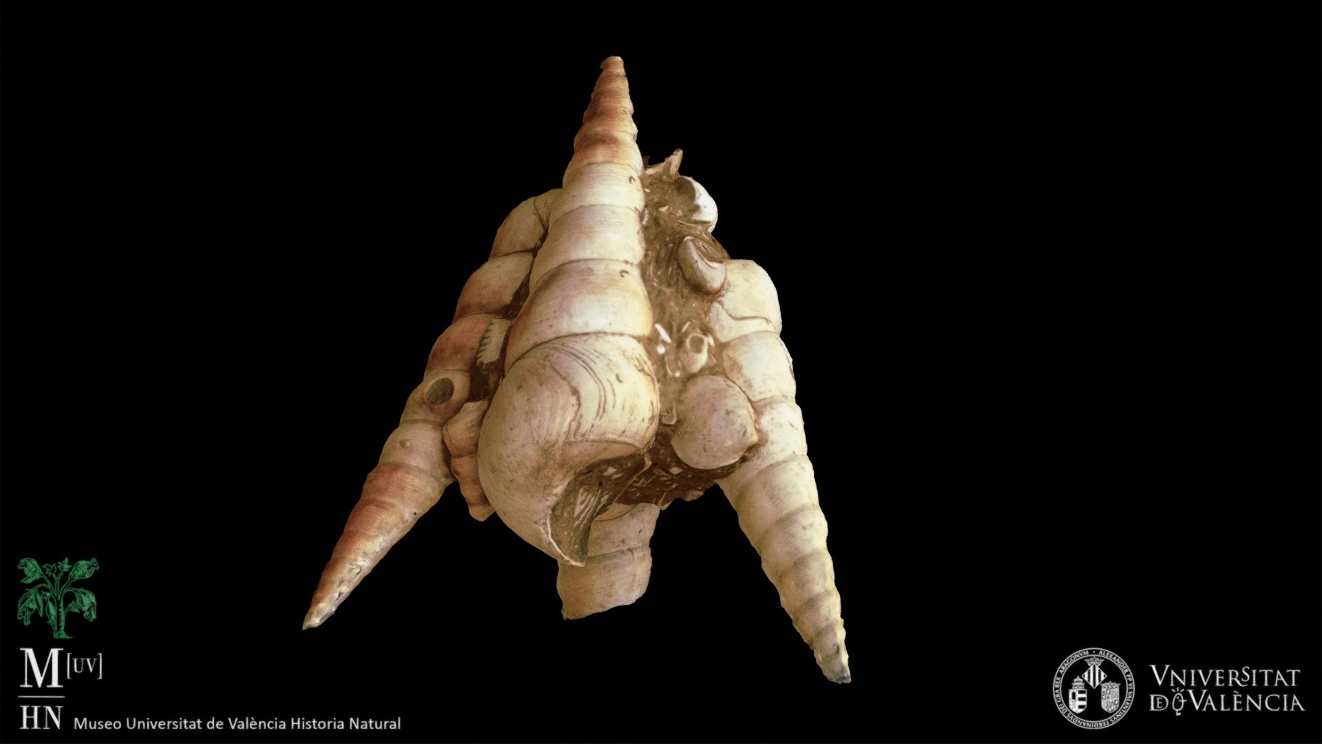 Gastropods (Turritella terebralis)