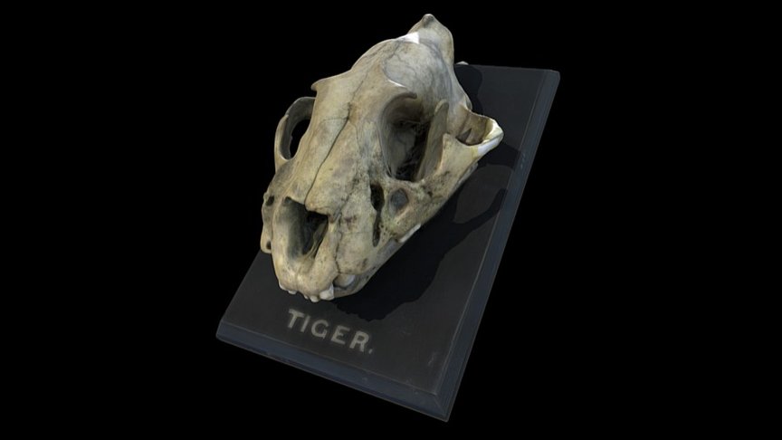Tiger Skull