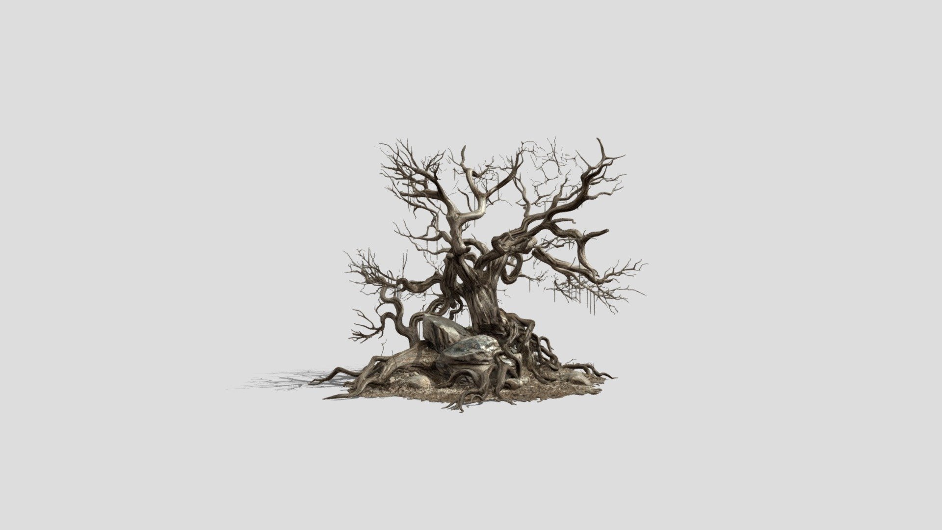 Rootbound Majesty Tree Free