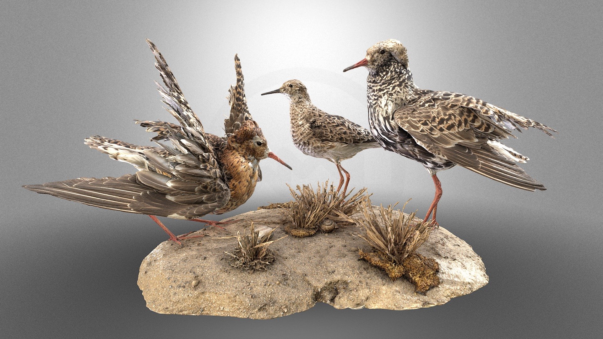 Lekking ruffs
