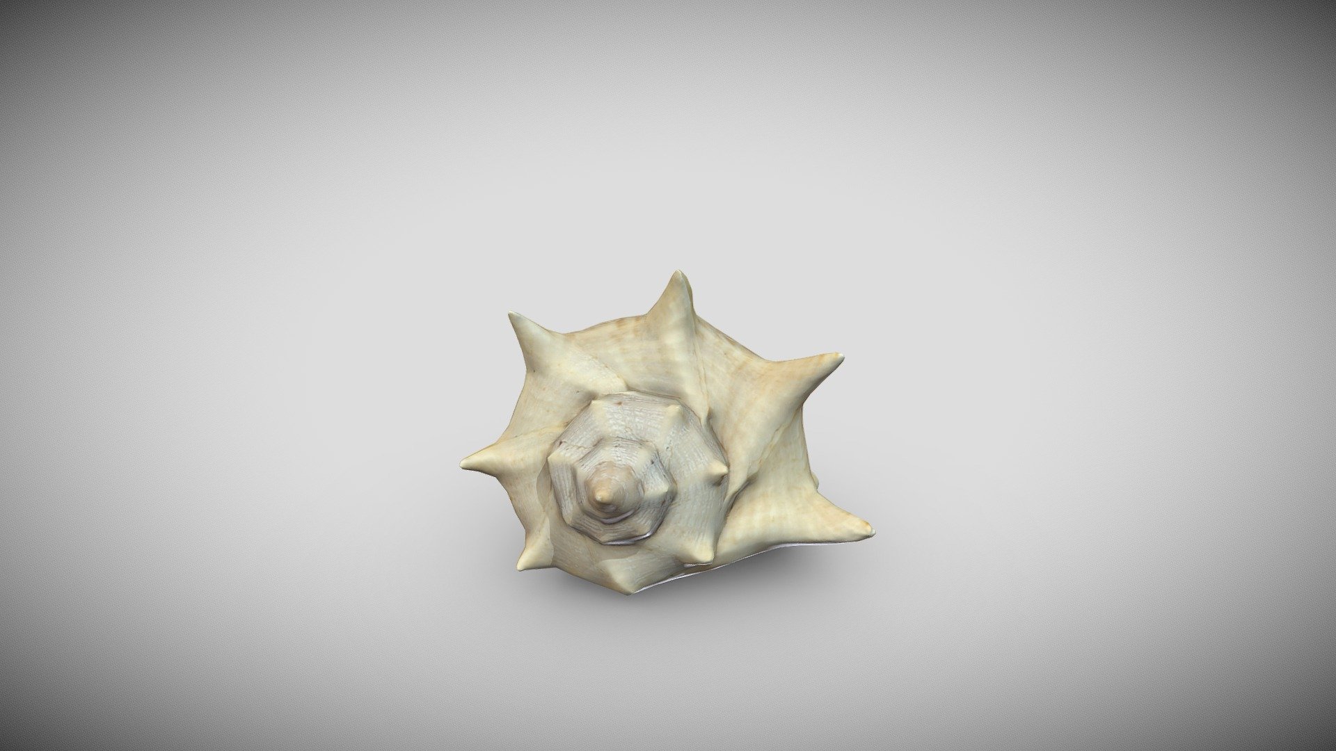 Sea Shell (Photogrammetry)