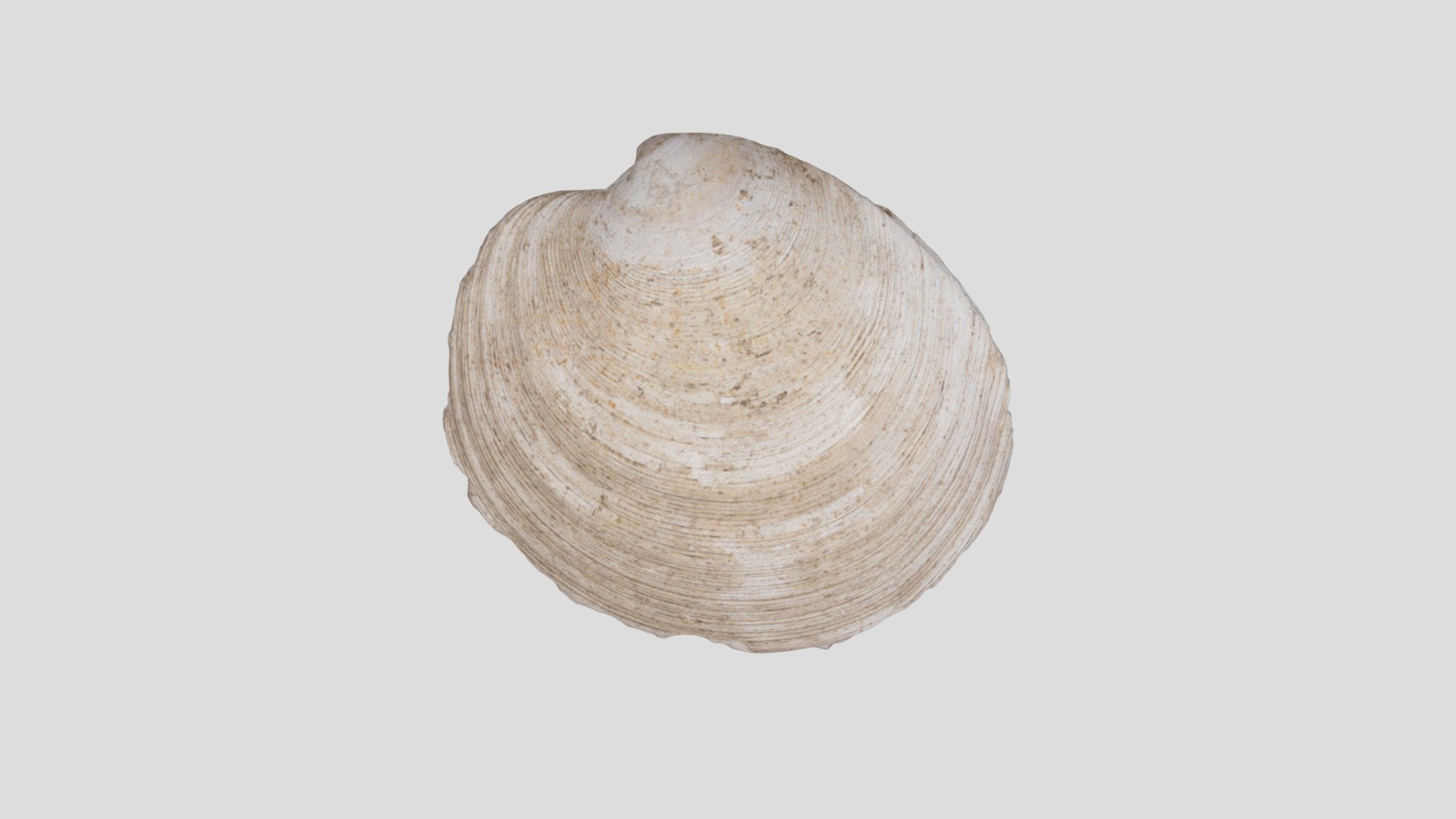 貝刃　shell scraper