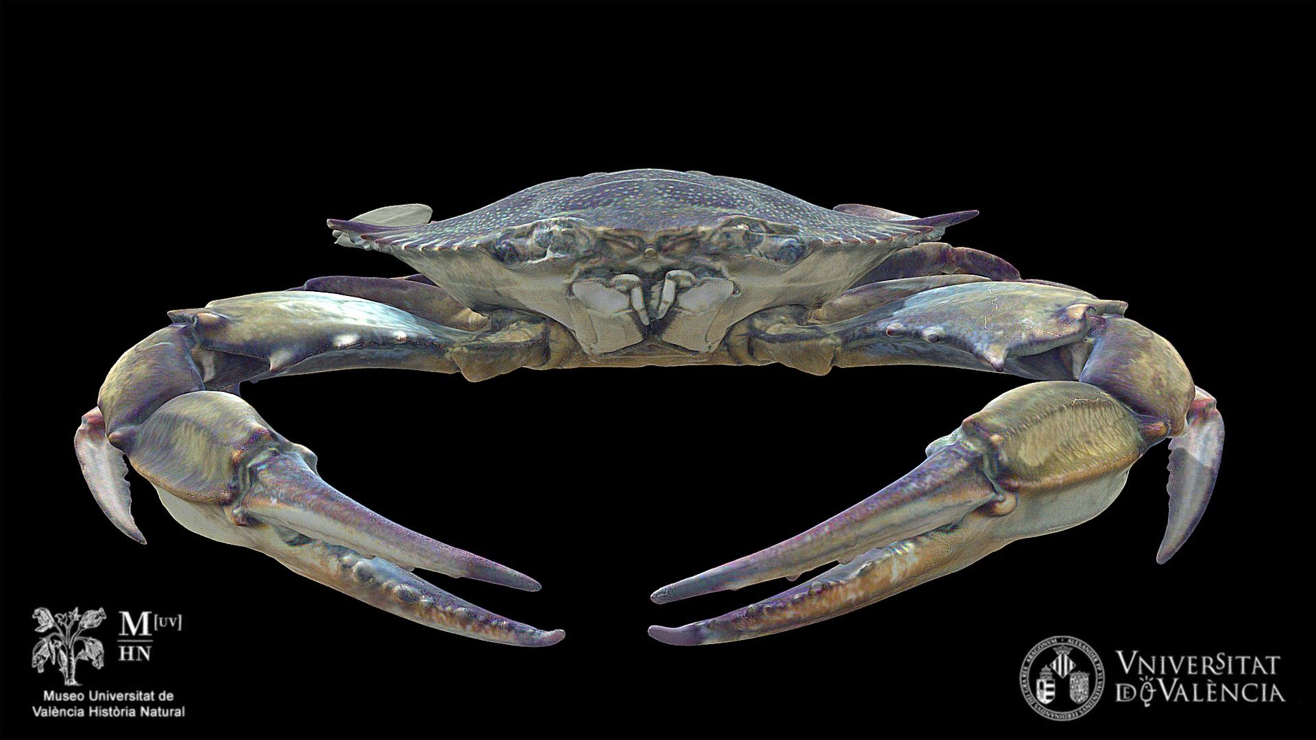 Cangrejo azul (Callinectes sapidus)