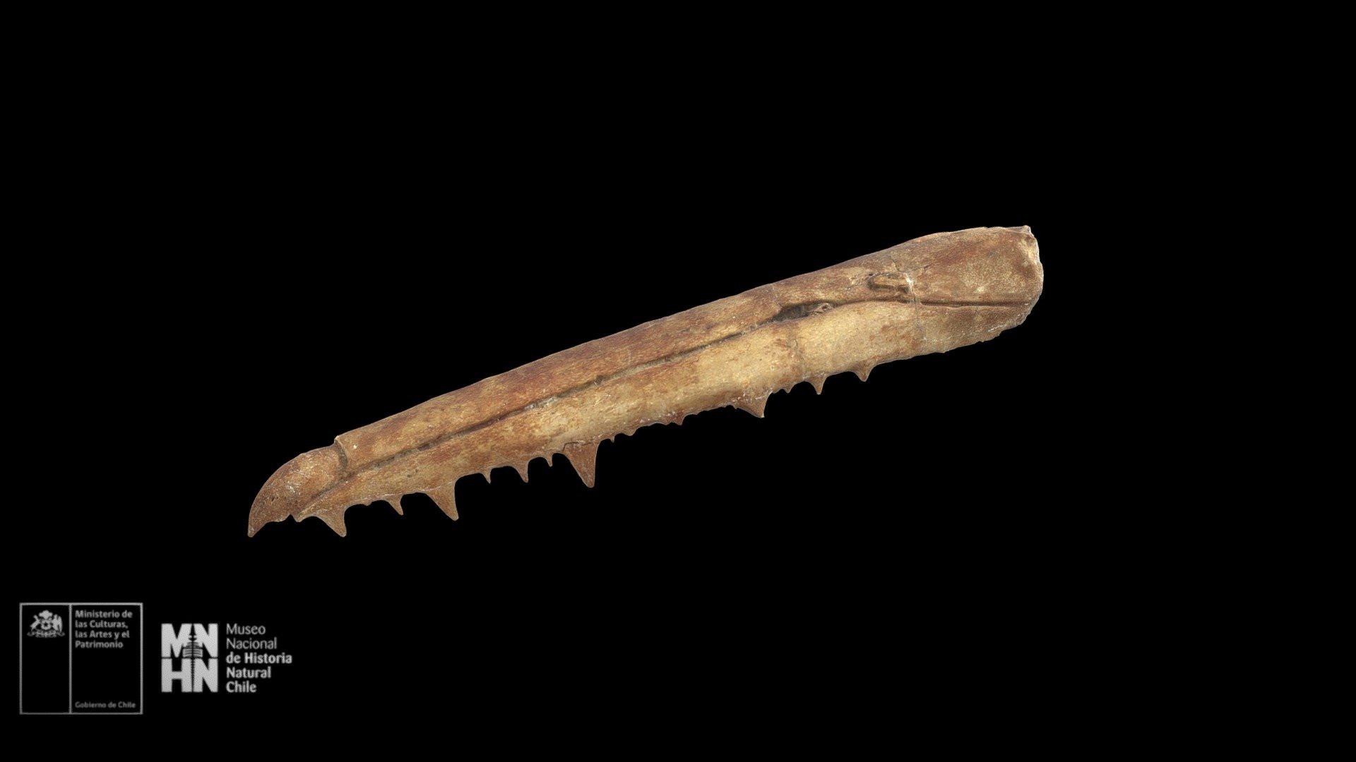 Pelagornis chilensis. Rostro