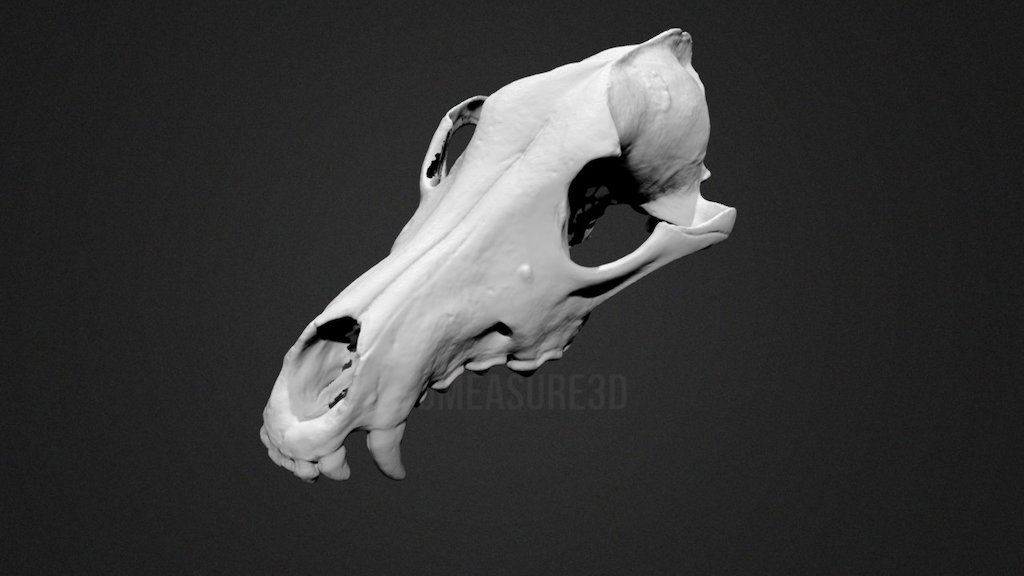 Coyote Skull 3D Scan
